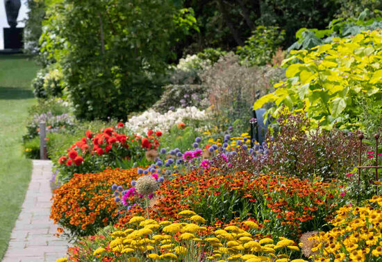 Perenial plants